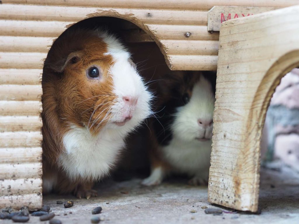 Guinea Pigs and Stress插图1