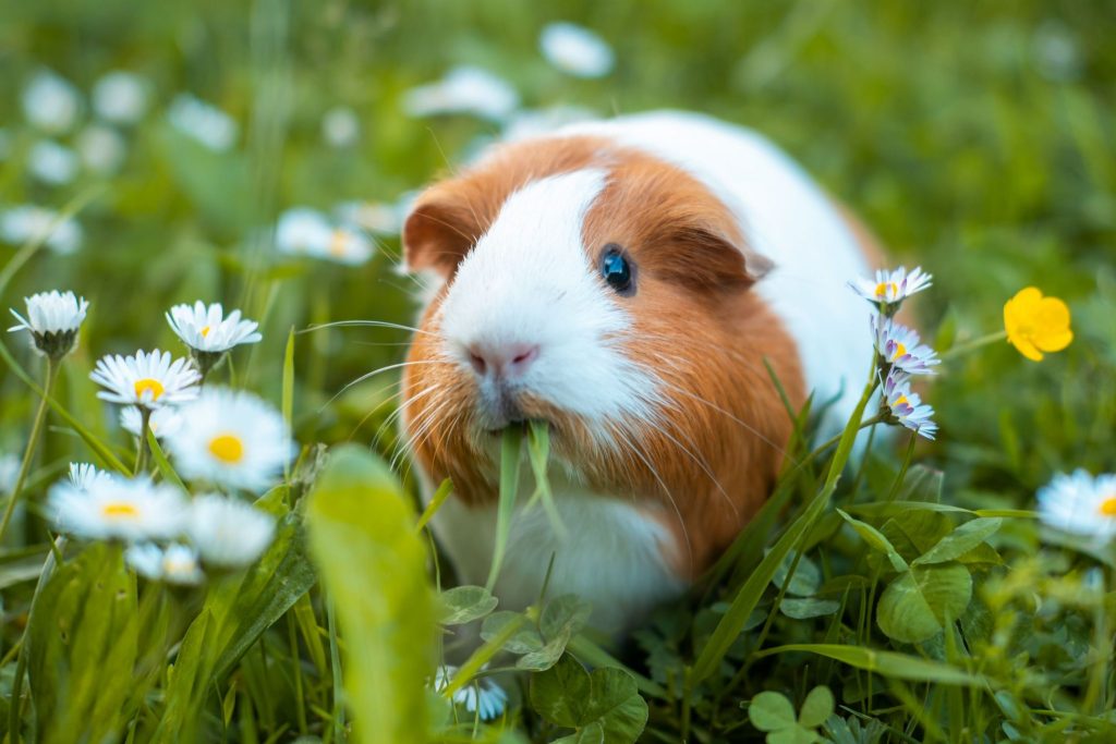 Guinea Pigs and Stress插图2