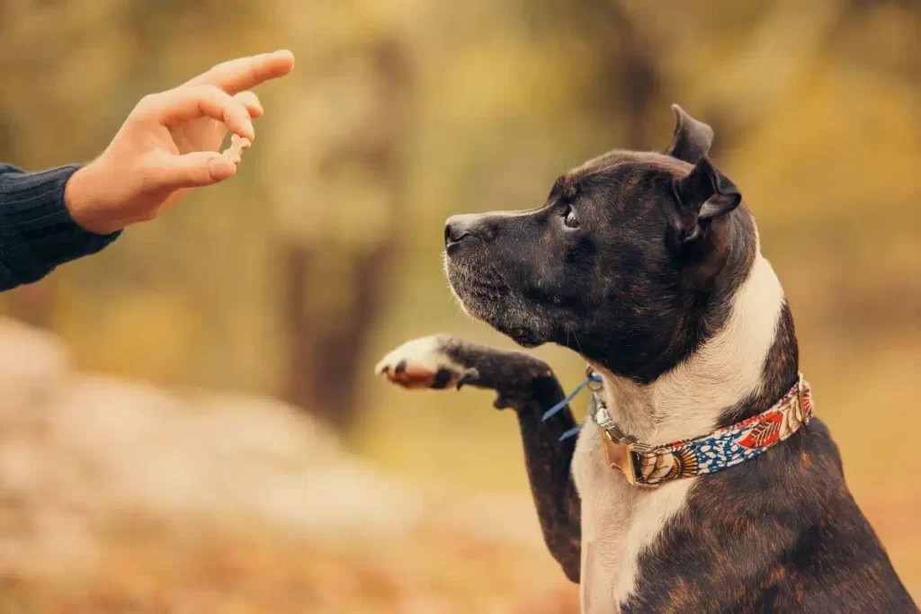 The Benefits of Hiring a Professional Dog Trainer