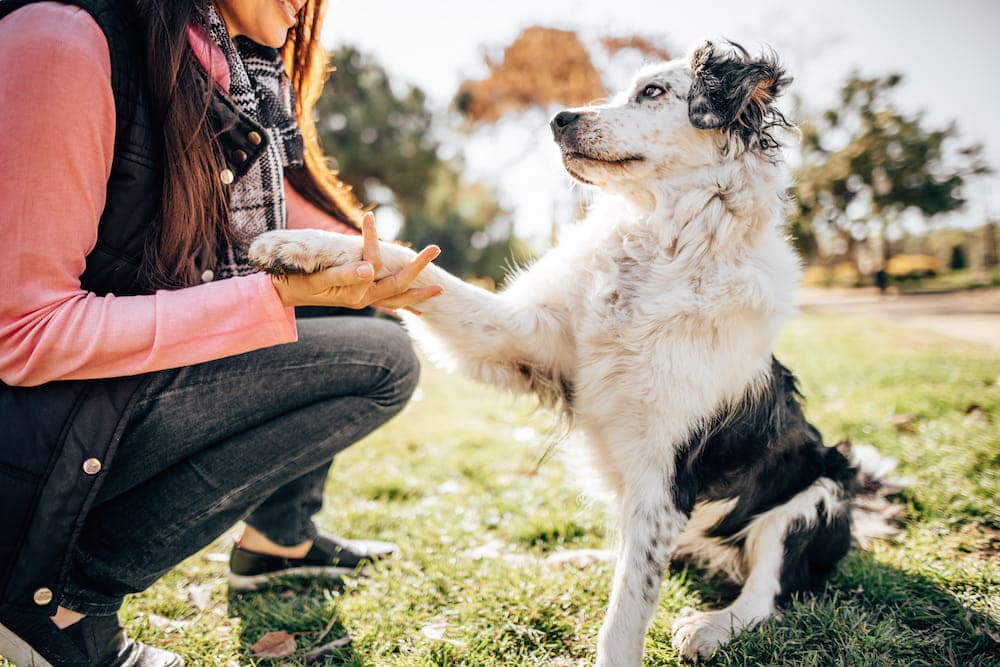 The Benefits of Hiring a Professional Dog Trainer
