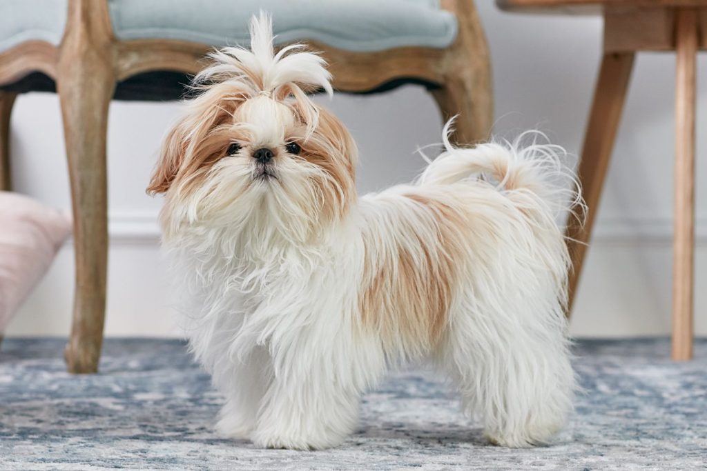 Common pet dog - Shih Tzu