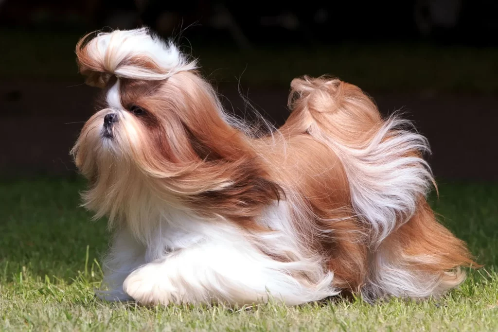 Common pet dog - Shih Tzu