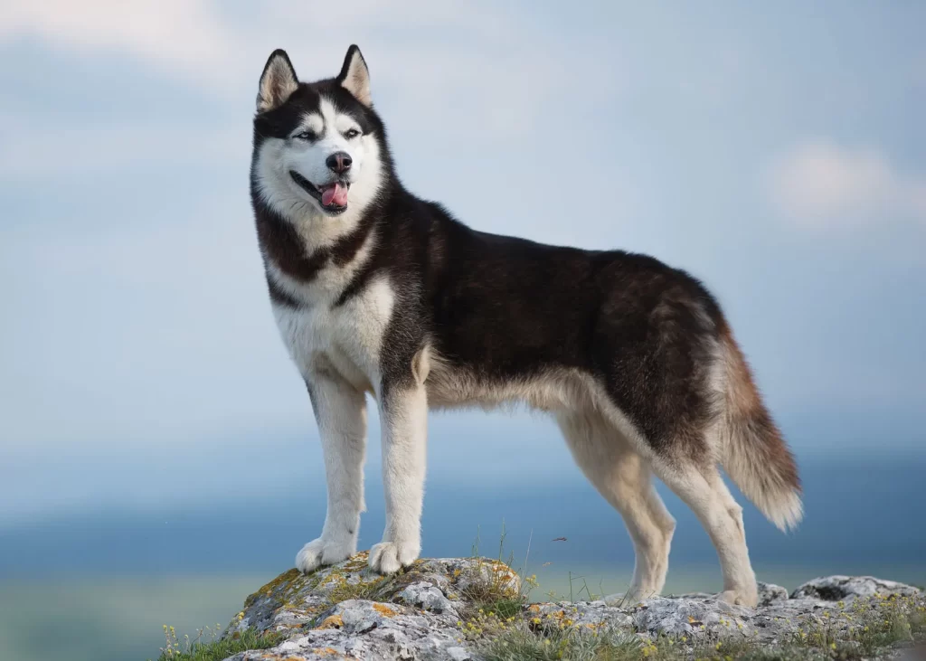 Common pet dog - Siberian Husky
