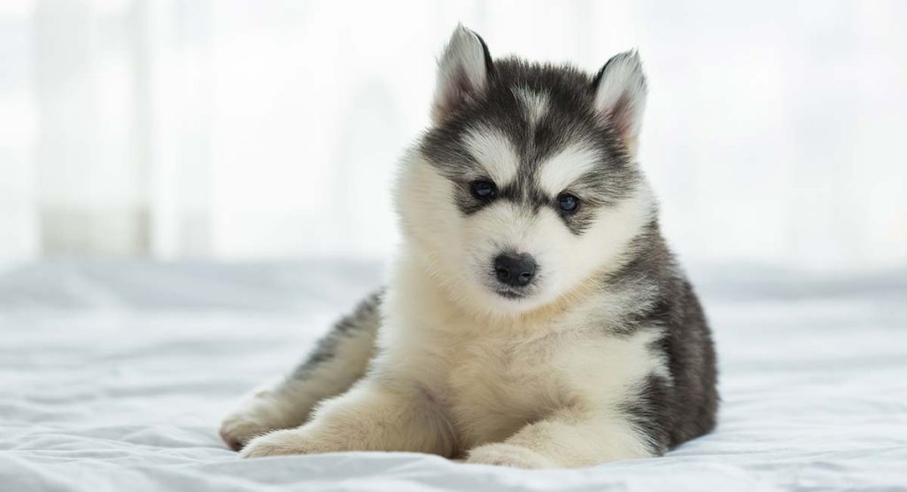 Common pet dog - Siberian Husky