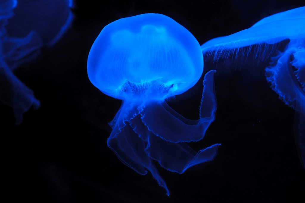“The Ultimate Guide to Setting Up and Maintaining Your 55 Gallon Fish Tank”