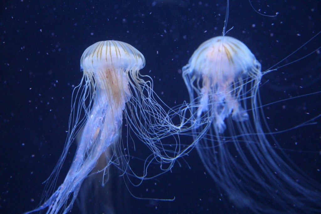 What is Filter Floss? A Guide to Understanding How this Aquarium Filter Media Works