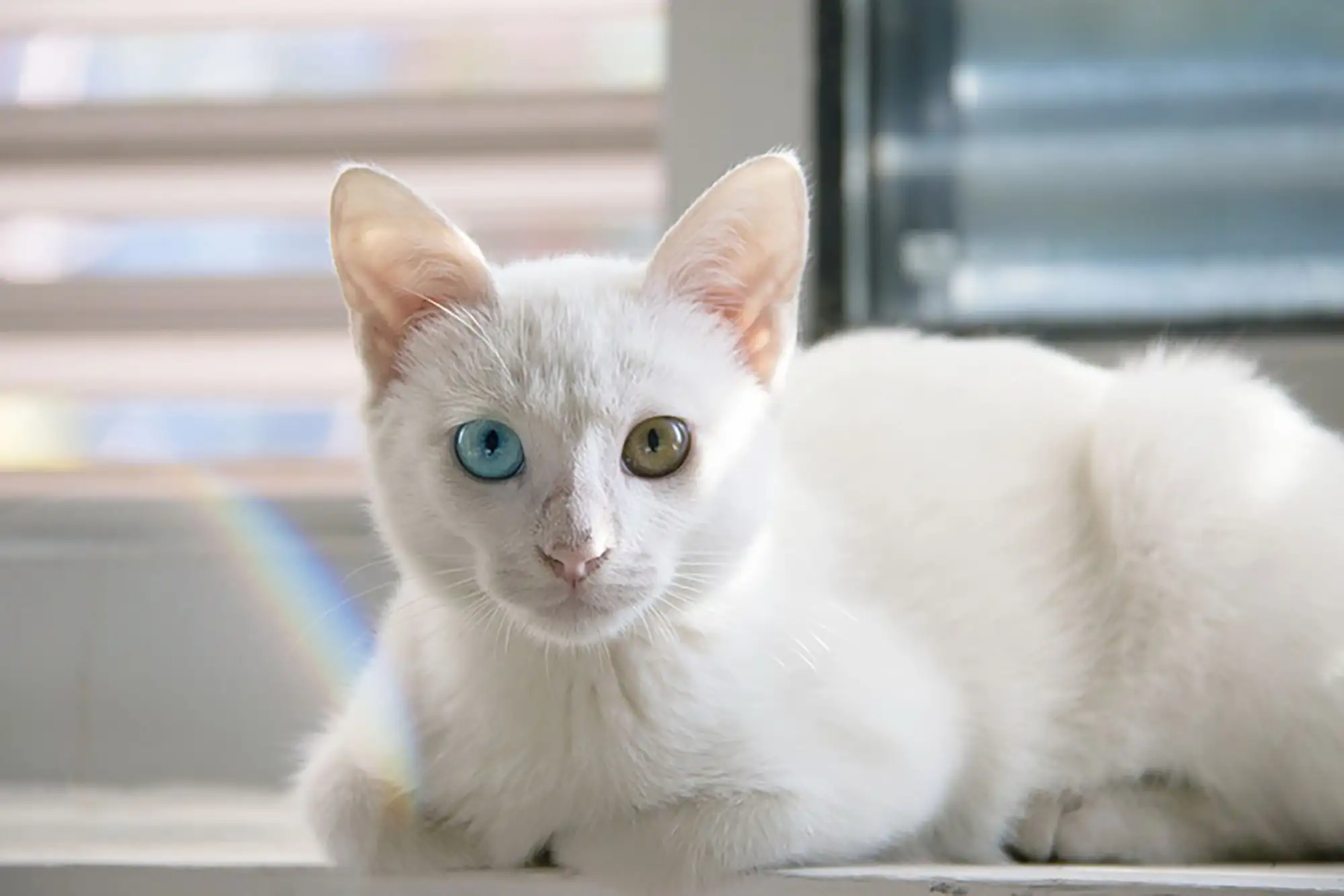 Los 10 gatos más adorables que te derretirán el corazón