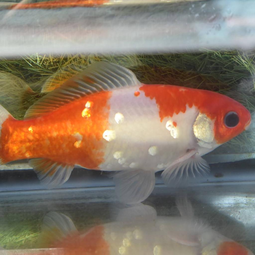 Choosing the Best Type of Glass for Your Aquarium: A Guide to Ensuring Durability, Clarity, and Safety
