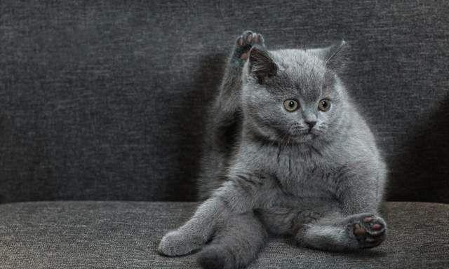 “The Top 5 Healthiest Cat Foods: A Guide to Choosing the Best Nutrition for Your Feline Friend