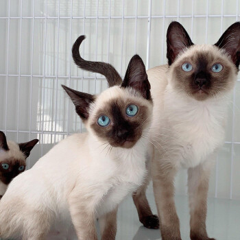 How Much Dry Food Should You Feed Your Cat? A Guide to Determining the Right Portion Sizes"