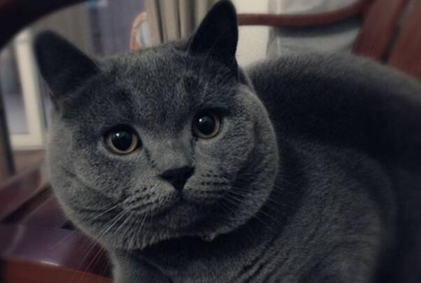 How Much Dry Food Should You Feed Your Cat? A Guide to Determining the Right Portion Sizes"