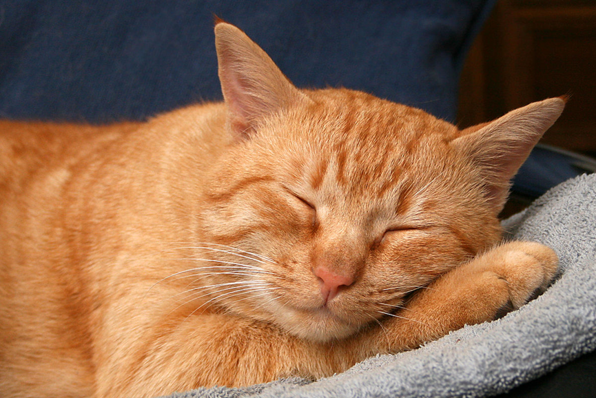 My Cat from Heaven: Heartwarming Stories of Feline Companionship and Love