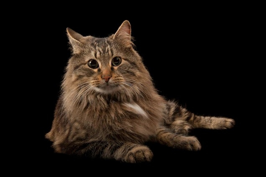 Choosing the Best Cat Litter Box for Your Feline Friend