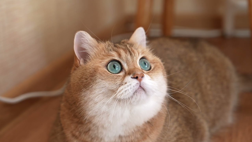 Managing Cat Allergies with Over-the-Counter Medications