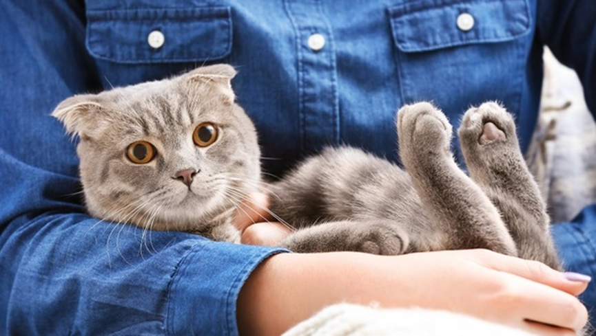 Effective Ways to Eliminate Cat Urine Odor from Your Home