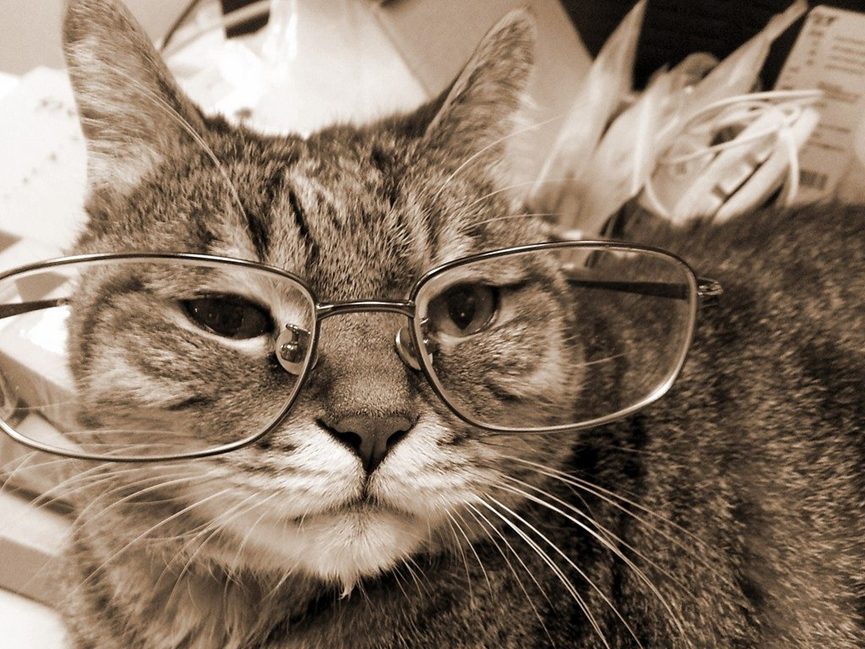 Effective Ways to Eliminate Cat Urine Smell from Your Home