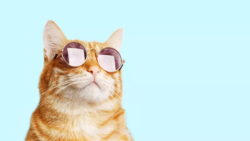 Top 5 High-Quality Dry Cat Foods for Optimal Feline Nutrition