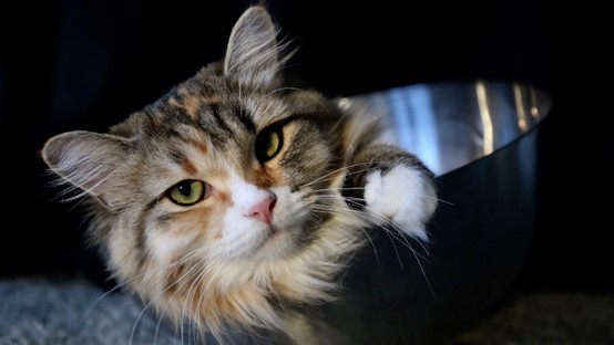 What Causes Cats to Vomit with Diarrhea? Understanding the Symptoms and Treatment Options