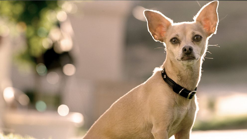 The Enduring Legacy of Gidget: The Beloved Taco Bell Chihuahua