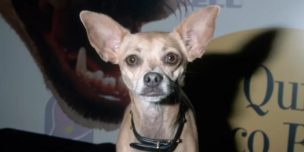 The Enduring Legacy of Gidget: The Beloved Taco Bell Chihuahua