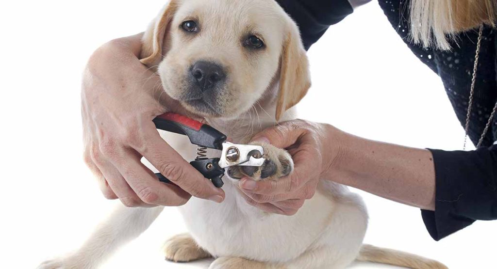 Puppy nail clippers