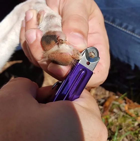 Puppy nail clippers
