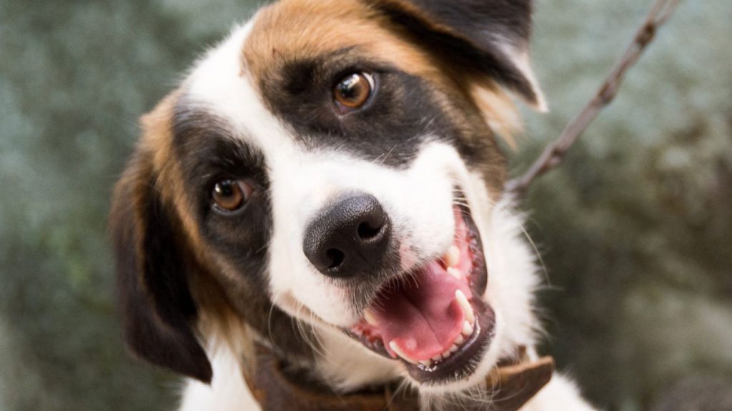 How to train your dog to walk on a leash?