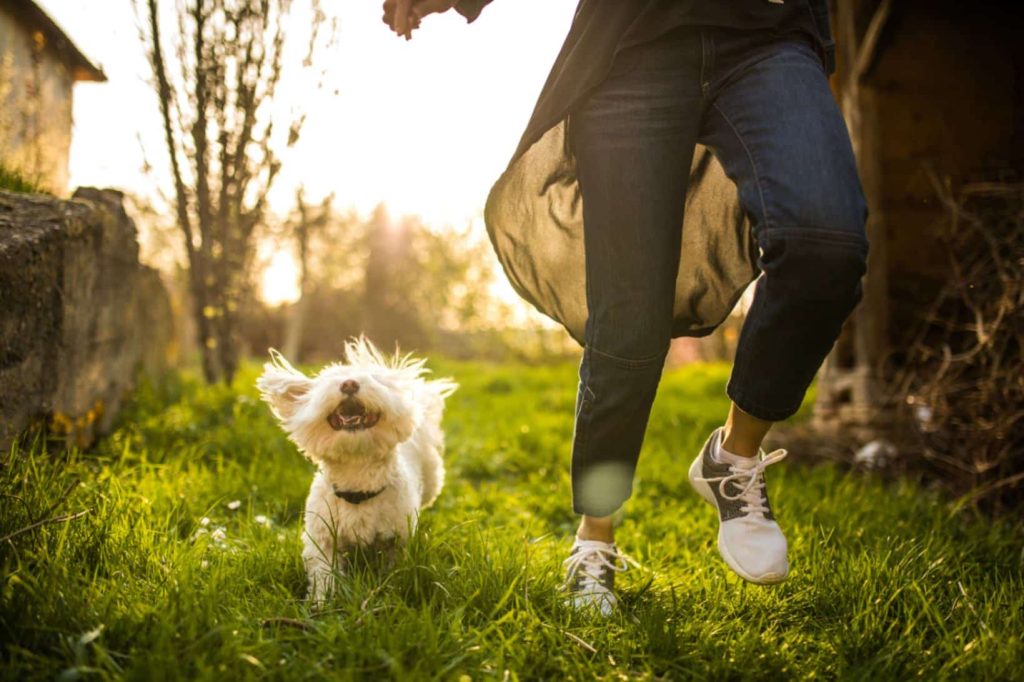 Fun and Creative Dog-Related Crafts and DIY Projects for Kids