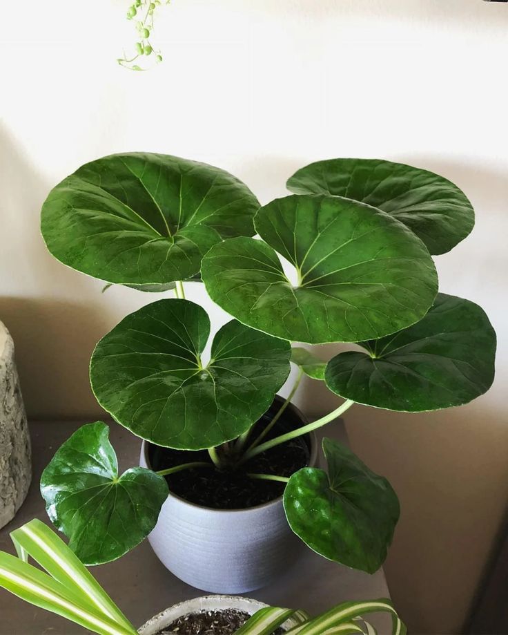 Les fausses plantes sont-elles sûres pour les animaux domestiques ?