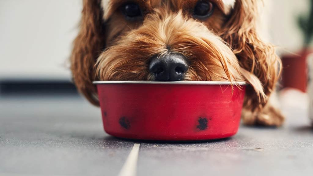 The use of scent marking in dog training