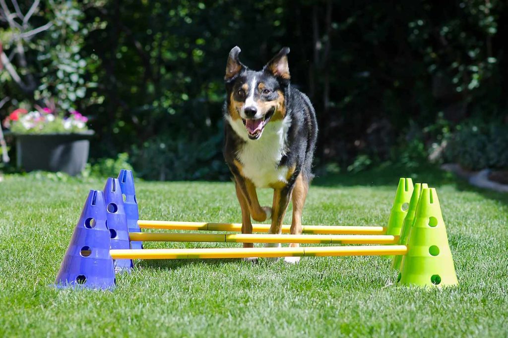 Puppy agility training supplies