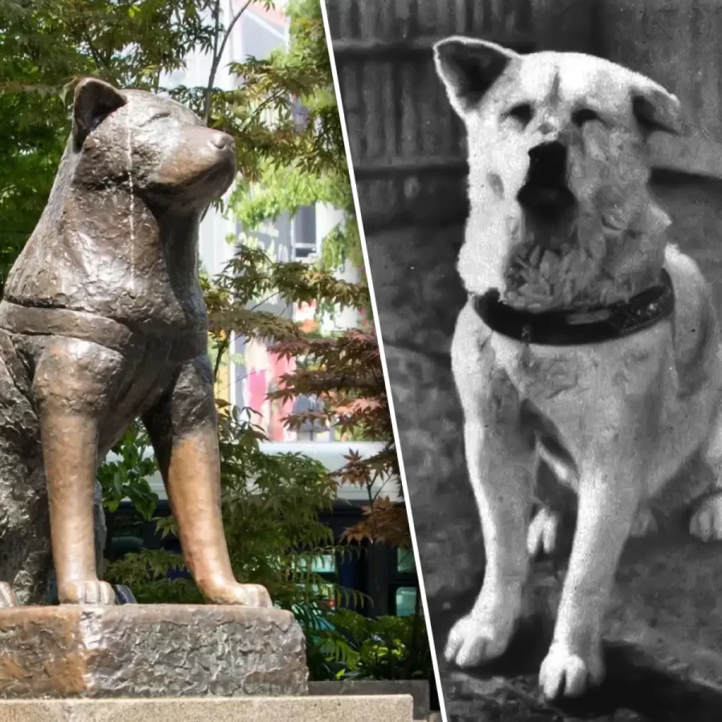 The story of Hachiko