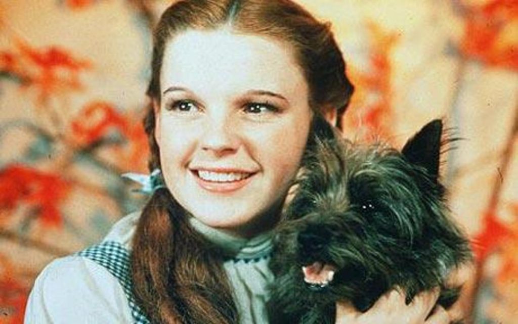 The story of Toto