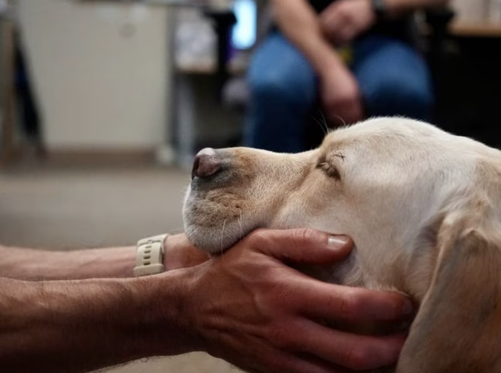 A Heroic Labrador Retriever Bringing Healing and Hope after 9/11