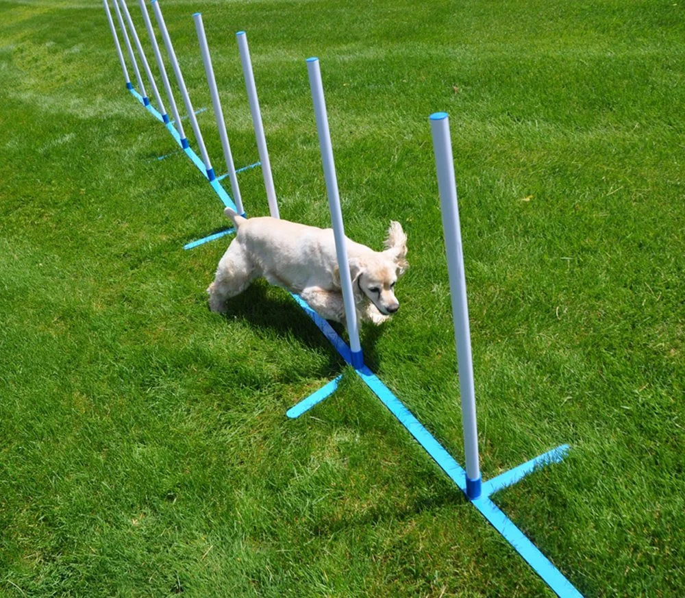 Puppy agility training supplies