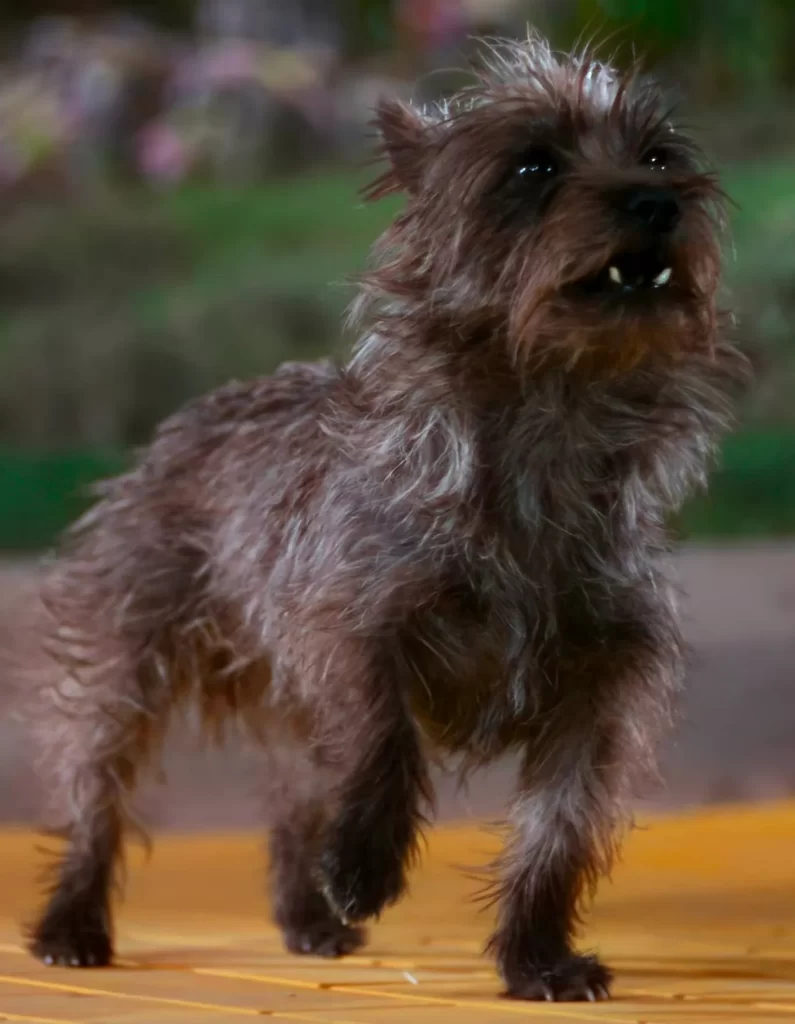 The story of Toto