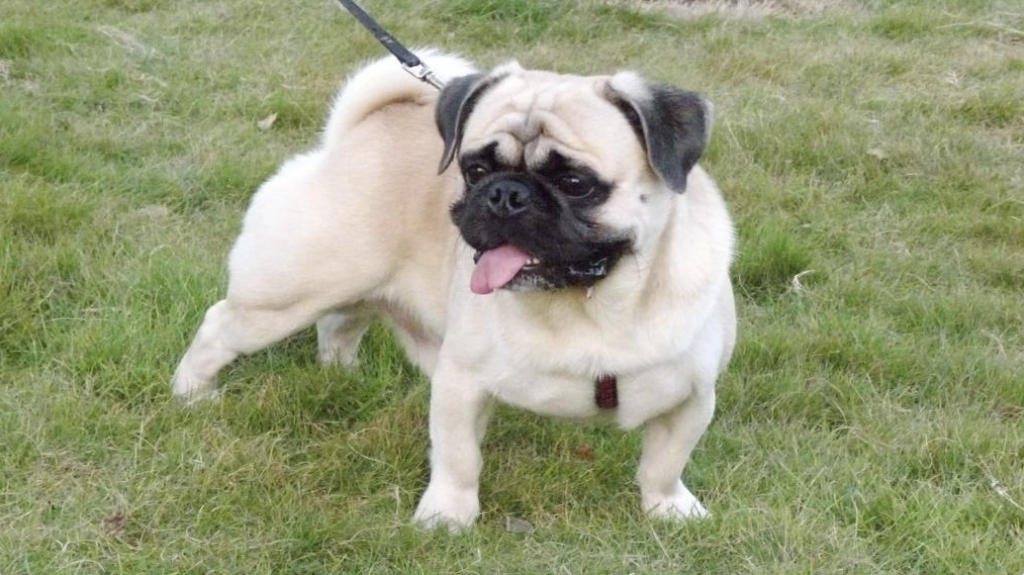 How to train your dog to walk on a leash?