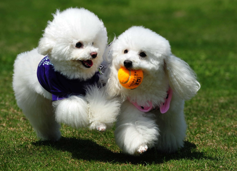 Fun and Creative Dog-Related Crafts and DIY Projects for Kids