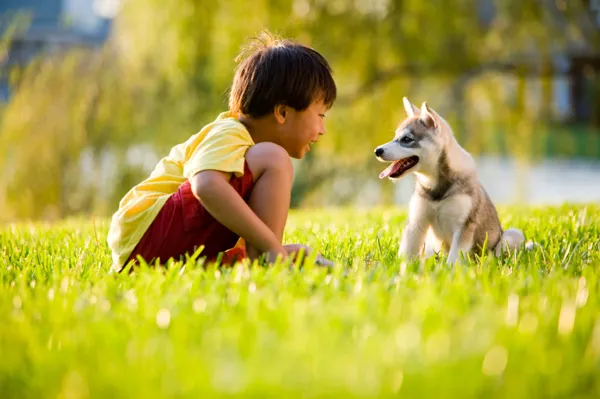The Importance of Dog Training in Creating a Safe Environment for Children