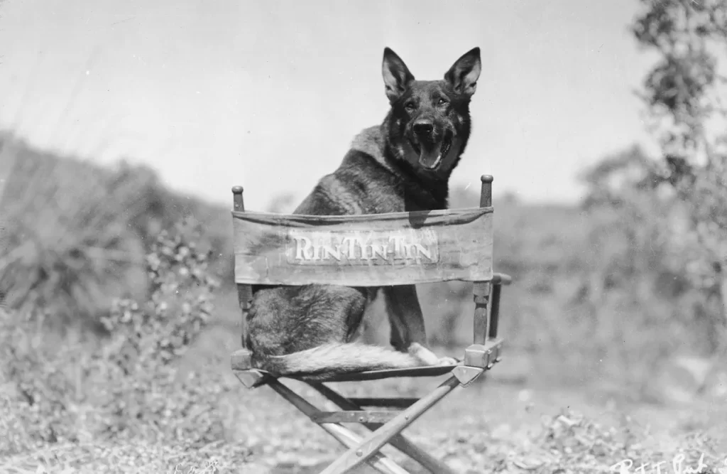 The story of Rin Tin Tin
