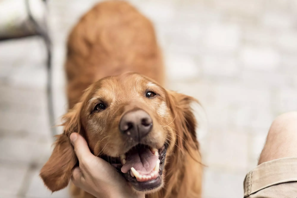 How Dogs Provide Emotional Support for Seniors?