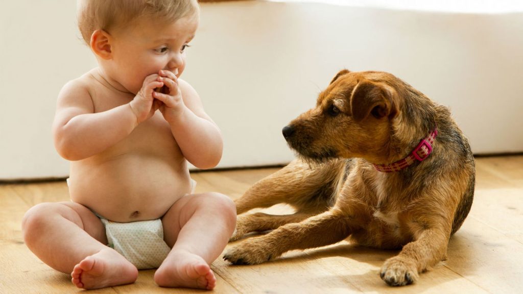 How to Prepare Your Dog for the Arrival of a New Baby?