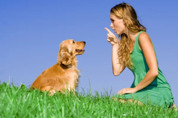 The benefits of training your dog with a professional trainer