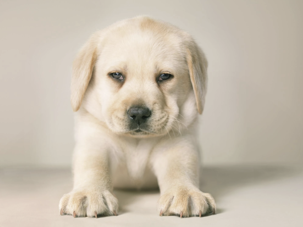 The importance of socialization for puppies