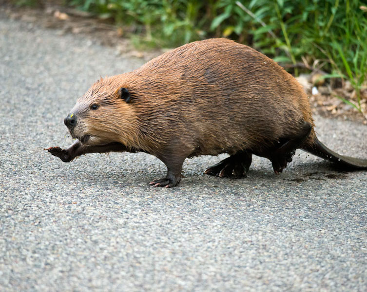 The lifespan of beavers插图