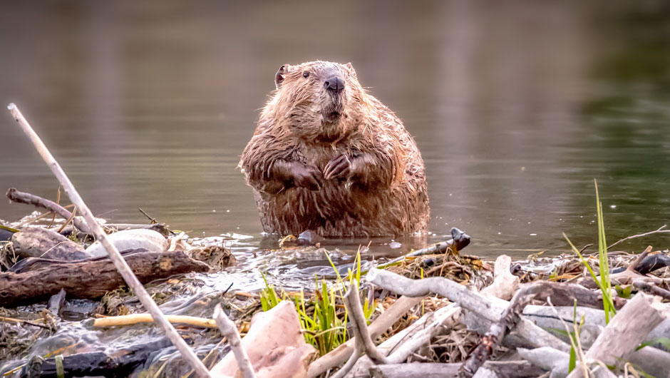 Beavers as keystone species插图