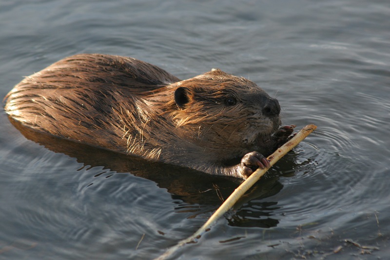 Beavers and Their Burrows: A Comprehensive Guide插图