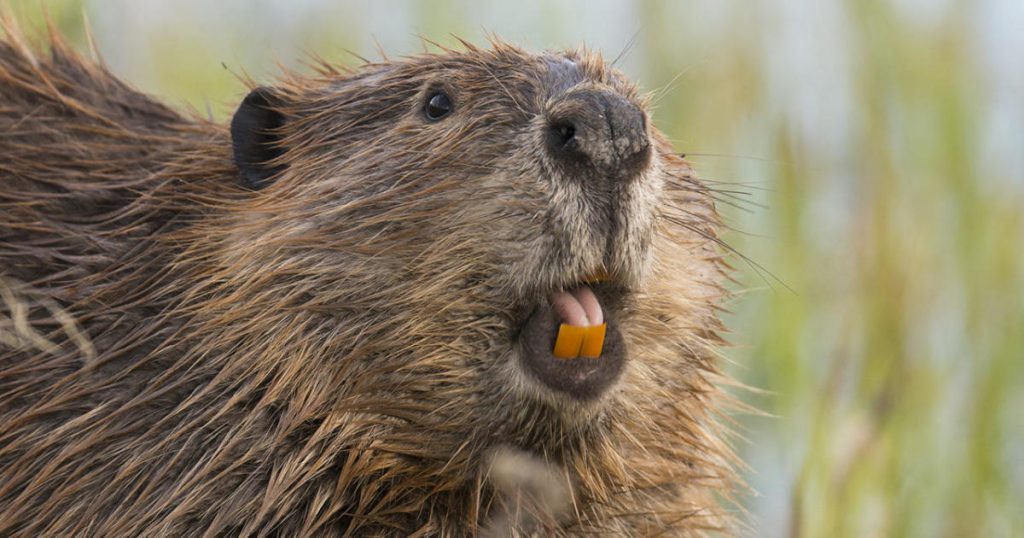Beavers and Their Burrows: A Comprehensive Guide插图1