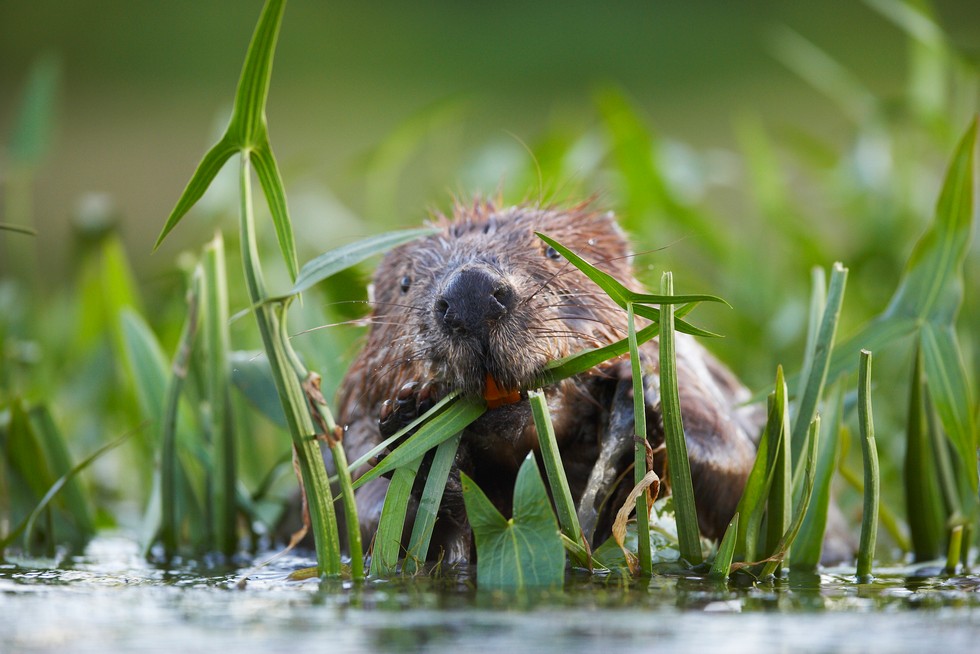 Beavers and Their Burrows: A Comprehensive Guide插图2