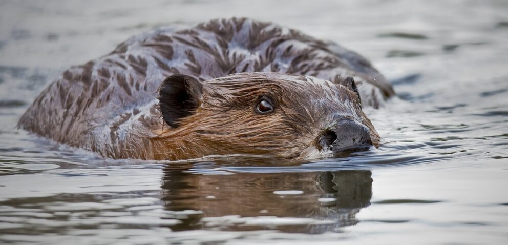 The lifespan of beavers插图1